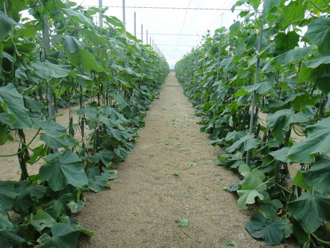 Why yellow leaves of the cucumbers in the open ground