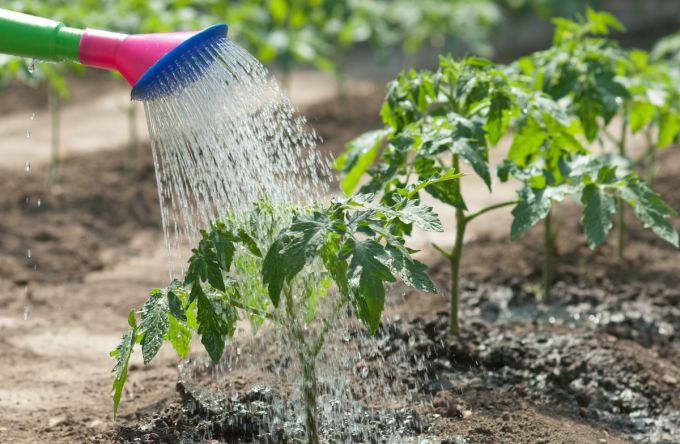 The secrets of proper watering