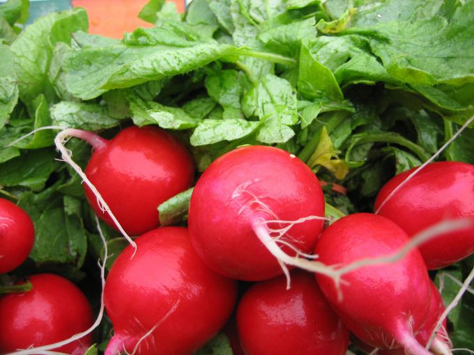Why radishes goes to tops