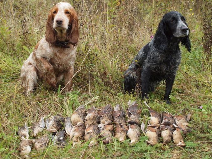 Select a hunting dog