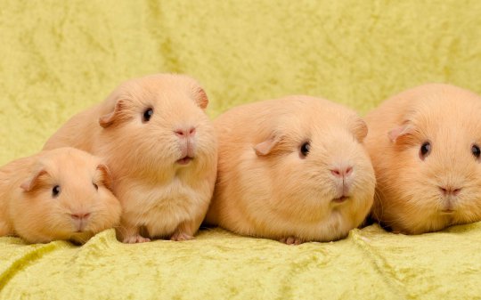 Guinea pigs – Pets