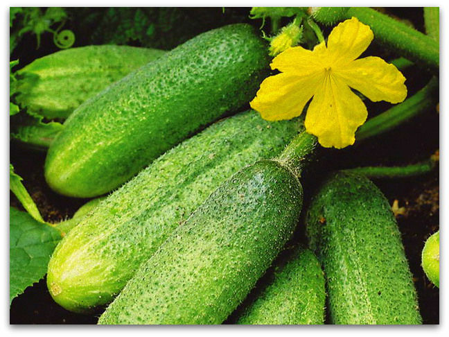 The technology of growing cucumber culture