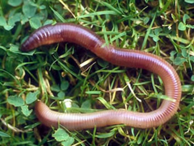 Assistant for flowers and garden. Earthworm