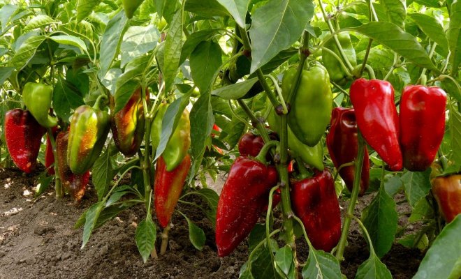 How to help the peppers under cold