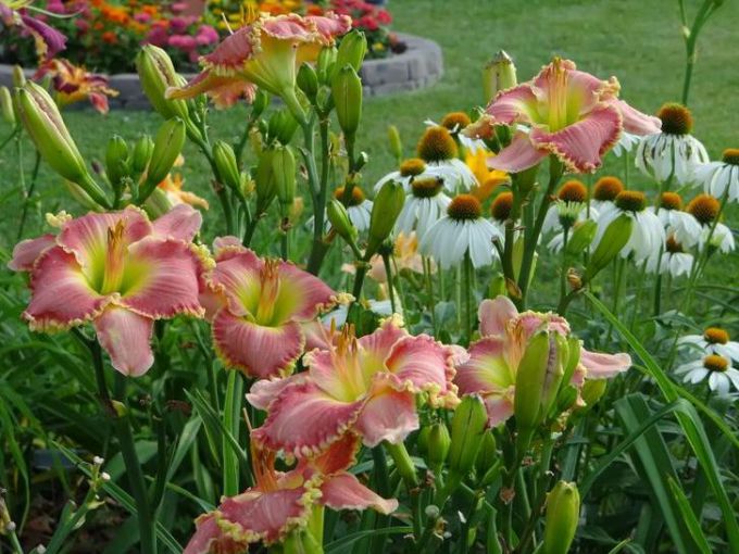 Day lilies - fashion undemanding perennial for the garden