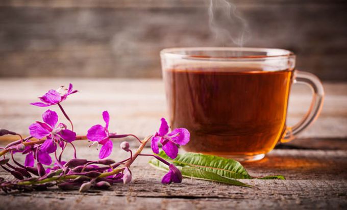 Иван-чай: лечебные свойства напитка