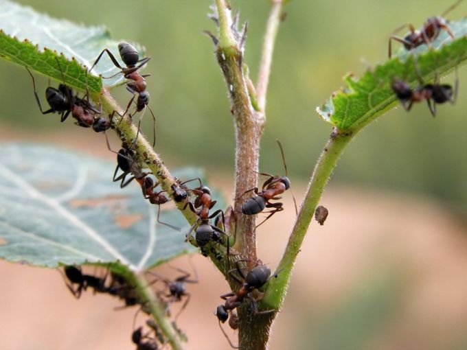 Как избавиться от муравьев в огороде народными средствами