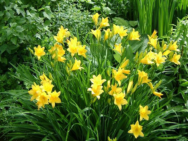 Daylilies grown and cared