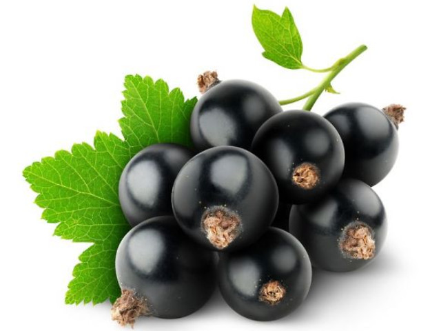 Tips on growing black currants