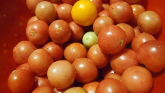 bustrue - malosolny - pomidoru - s-chesnokom -i- -zelenyu