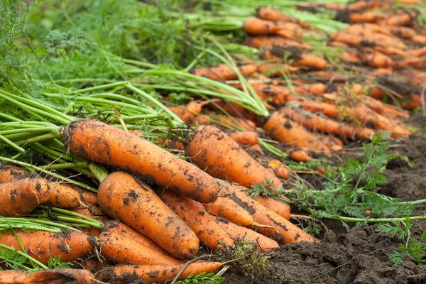 Урожай моркови: убираем правильно