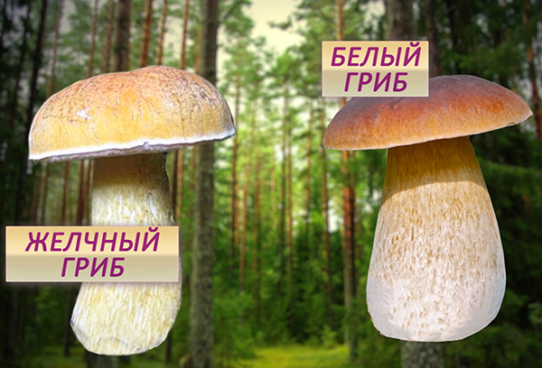 Как отличить ядовитые сорта грибов