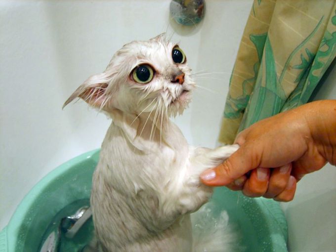 Как приучить кошку к водным процедурам 