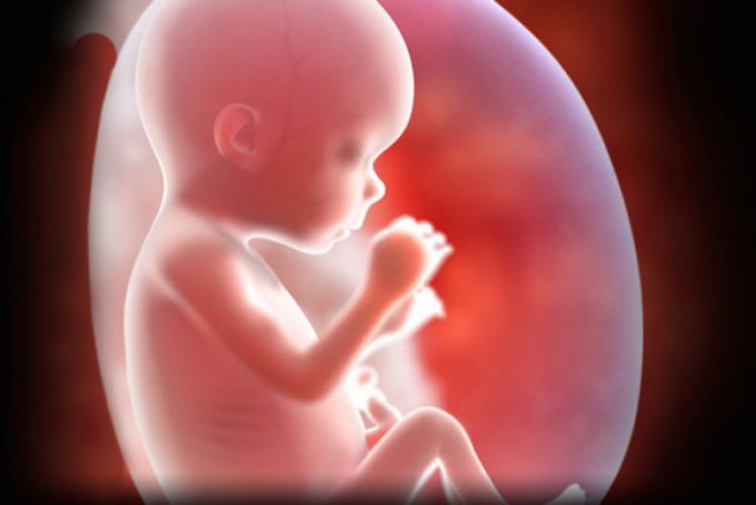 15 недель беременности размер живота фото