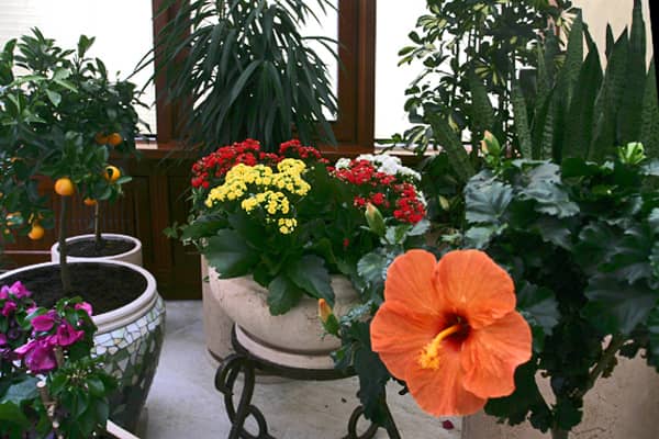 Неприхотливые растения для дома цветущие фото и название