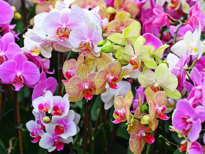 Как пересадить орхидею дома
