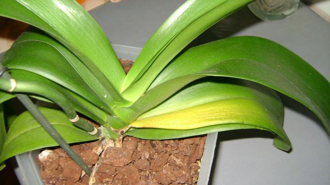 Почему желтеют листья у орхидеи в домашних условиях
