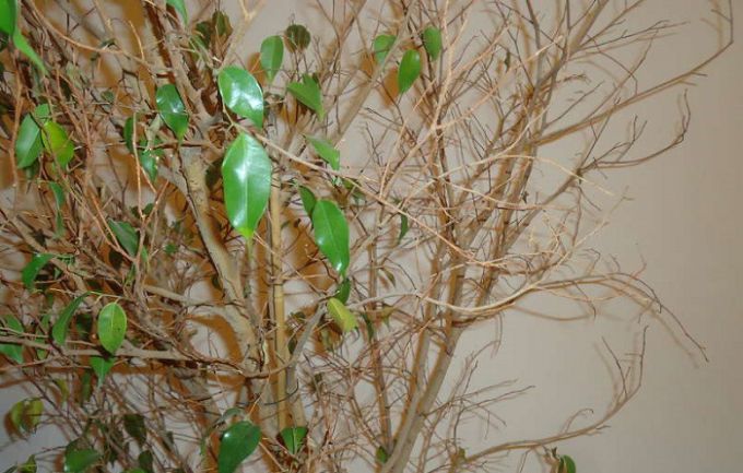 Почему опадают листья фикуса в домашних условиях