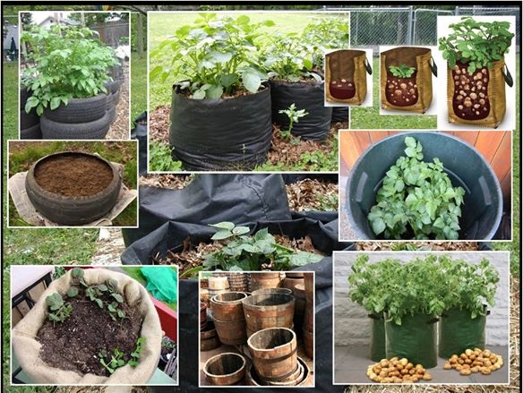 Как посадить картошку вертикально