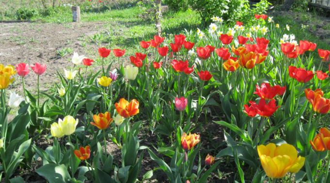 Как добиться обильного цветения тюльпанов