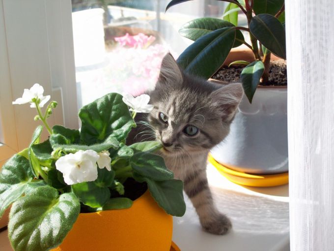 Как отучить кошку лазить в горшки с цветами