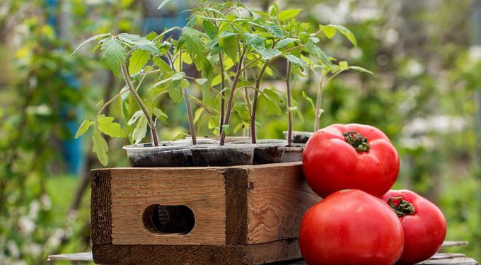 Как вырастить здоровую рассаду томатов