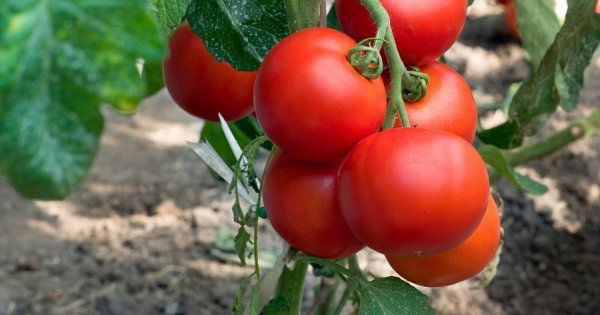 Какие сорта томатов для открытого грунта самые раннеспелые