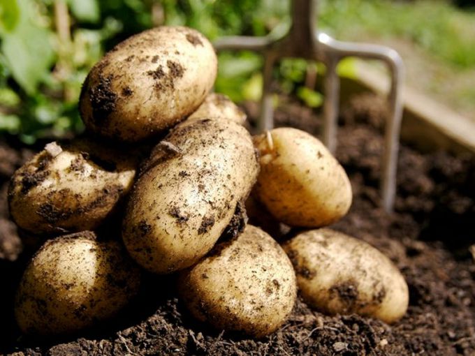 Как вырастить здоровые клубни картофеля