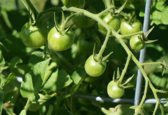 Когда высаживать помидоры в открытый грунт