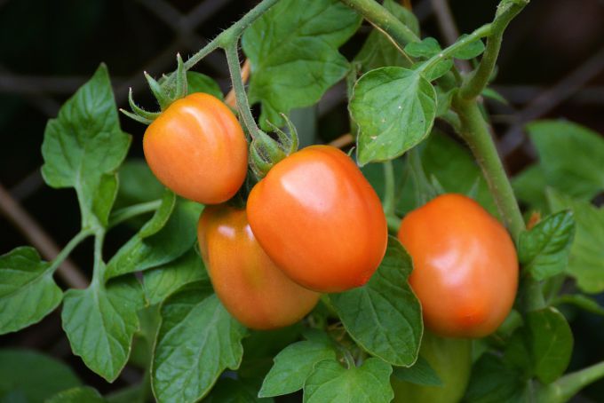 Когда и как окучивать помидоры в теплице