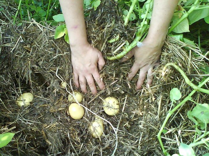 Картофель можно вырастить не в земле, а в траве