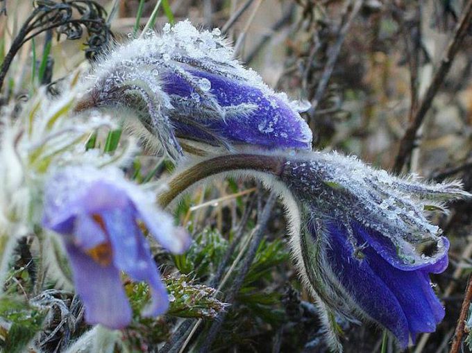 Весенние возвратные заморозки, их влияние на растения и действия садоводов
