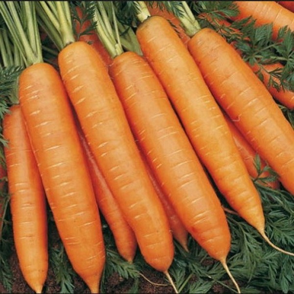 Какие сорта моркови подходят для Урала и Сибири