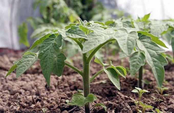 Как помочь рассаде томатов быстрее адаптироваться после высадки в теплицу