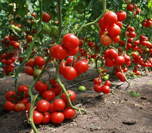 Как лучше разместить томаты в теплице