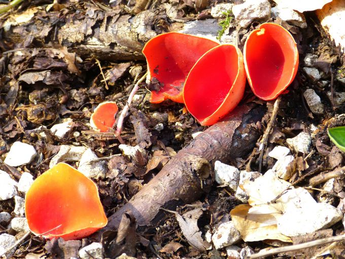Какие грибы собирают весной