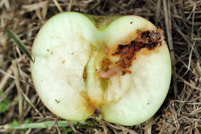 методы борьбы с яблонной плодожоркой