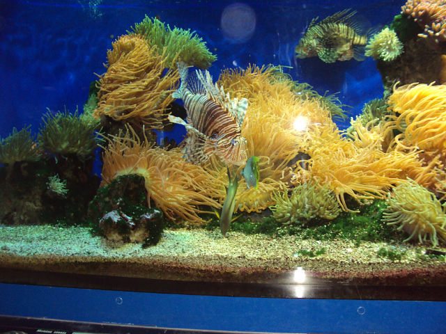 Как определять качество воды в аквариуме