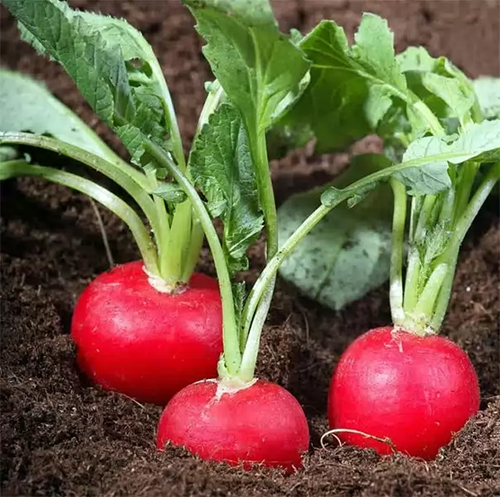 Как вырастить редиску – секреты хорошего урожая