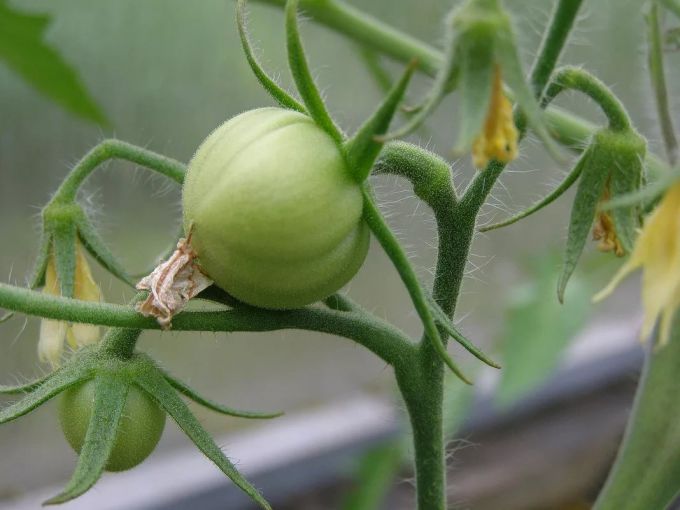 Как снизить температуру в теплице при выращивании помидоров