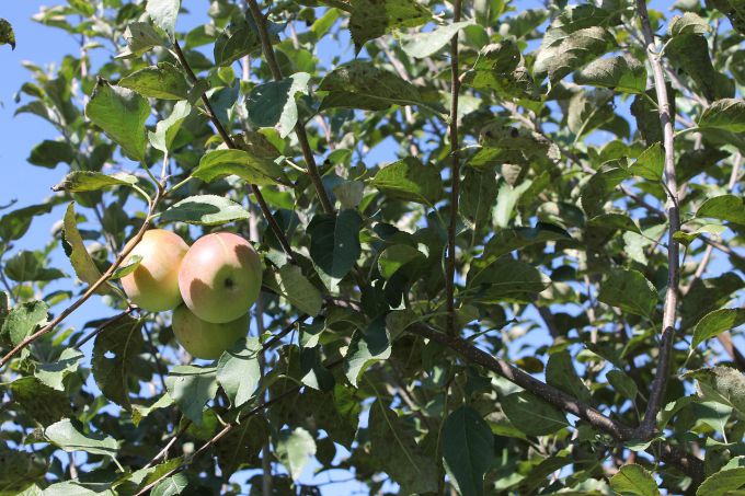 Чем обработать яблоню от тли