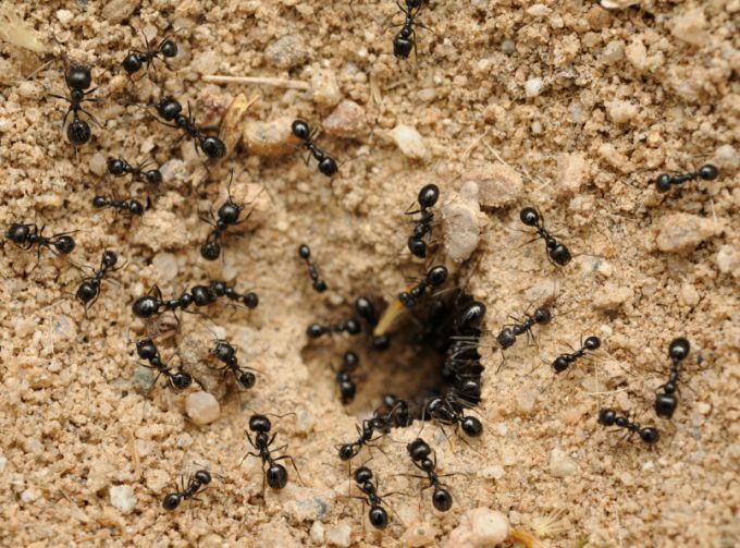 муравьи на садовом участке и дома