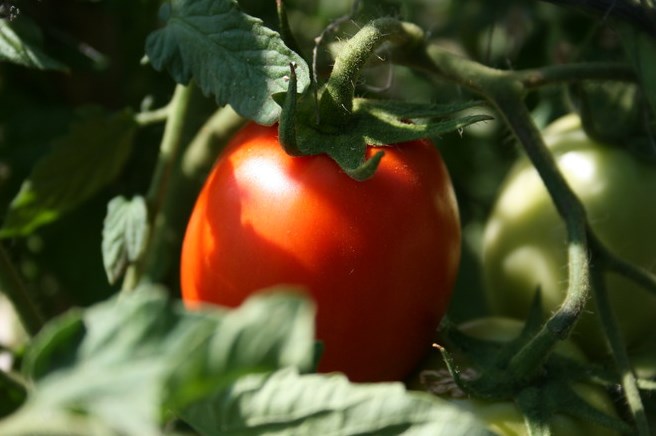 Как часто поливать помидоры после посадки в грунт