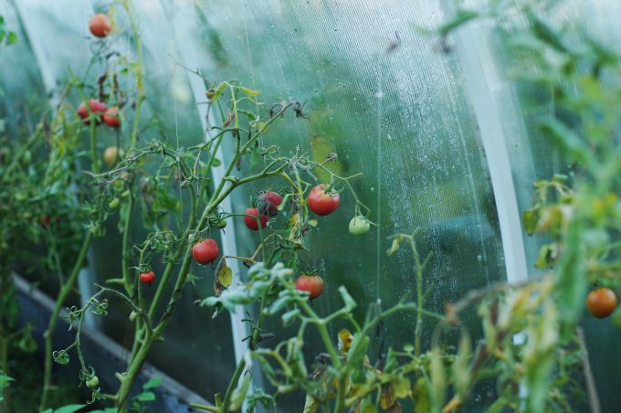 Что делать, если помидоры чернеют на кусту