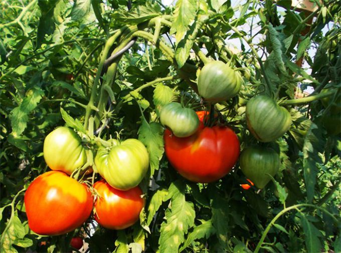 Как подкормить помидоры во время плодоношения народными средствами 