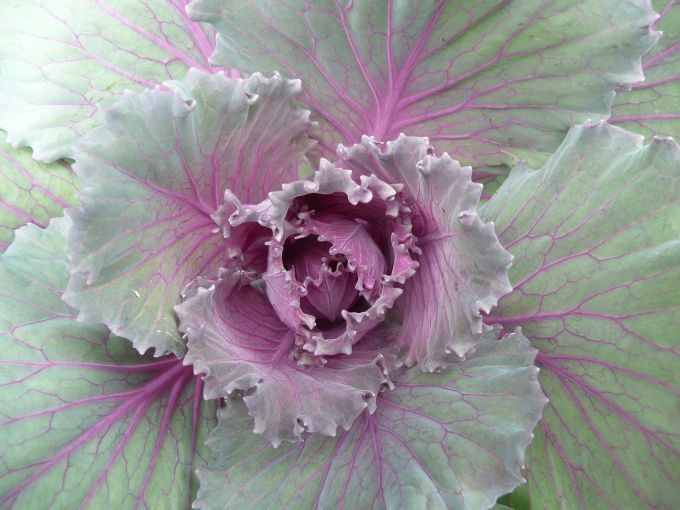 Почему у капусты фиолетовые листья
