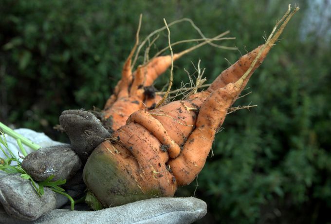 Почему морковь вырастает уродливой