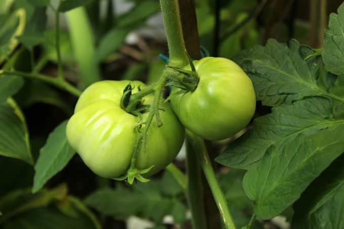 Почему опадают зеленые незрелые помидоры