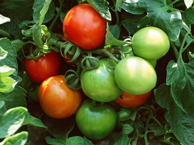 Как консервировать зеленые помидоры