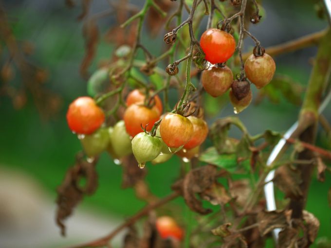 Почему чернеют листья у помидоров в теплице
